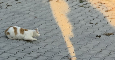 Gümüşhacıköy'de Kedi ve Fare Arasındaki Eğlenceli Kavga