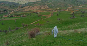Gümüşhane'de Çekirge İstilası: İlaçlama Çalışmaları Başlatıldı