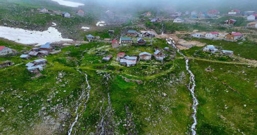 Gümüşhane'de Yılanlı Yaylası papatyalarla kaplandı