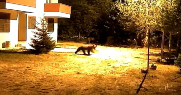 Gümüşhane'deki Ayıların Alarmsız Gece Macerası