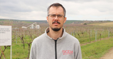 Gün Işığı Üzüm Çeşidi Yaygınlaşıyor