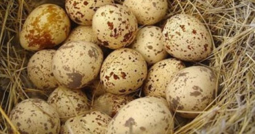 Günlük Vitamini Karşılıyor Cinsel İsteği Artırıyor! Bıldırcın Yumurtası Dertlere Deva!