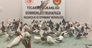 Gürbulak Gümrük Kapısı'nda 85 Cancan Cinsi Güvercin Ele Ge geçirildi