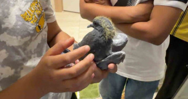 Güvercini kurtarmak için pencereyi sökerek müdahale etti