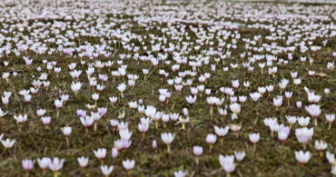 Güzeldere Vadisi'nde Bahar Çiğdemleri