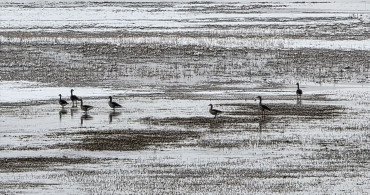 Hafik Gölü'nde Kış Manzarası: Turna ve Yaban Kazlarının Yiyecek Arayışı