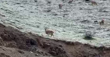 Hakkari Yollarında Dağ Keçileri Görüntülendi