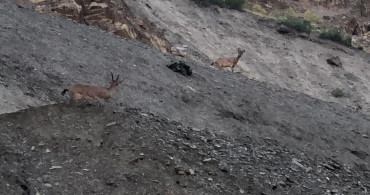 Hakkari’de dağ keçileri görüntülendi