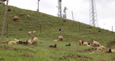 Hakkari'de Kurban Pazarı Hareketlendi