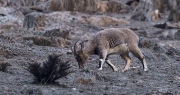 Hakkari'de Yaban Keçileri Görüntülendi