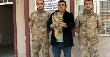 Hakkari'de Yaralı Puhu Tedavi Ediliyor