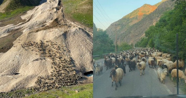 Hakkari'de Yayla Sezonu Gecikmeli Başladı