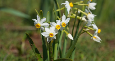 Hakkari'nin Derecik İlçesinde Bahar Canlanması