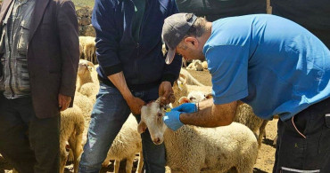 Halk Elinde Küçükbaş Hayvan Islahı Projesi Sürüyor