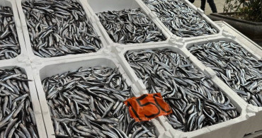 Hamsinin Son Günleri: Fiyatlar 150 Lira