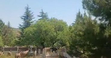 Harput'ta Koruma Altındaki Dağ Keçileri Görüntülendi