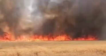 Harran'da 300 dönümlük buğday tarlasında yangın