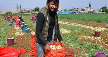 Hasadına Başlanan Soğan Tarlada 1,5 Markette ise 5 Liradan Satılıyor