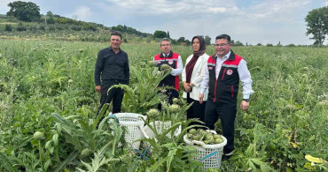 Hasanağa Enginarı Hasat Programı Bursa'da Gerçekleştirildi