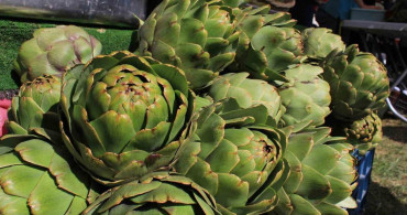 Hasanağa Enginarında Hasat Sezonu Başladı