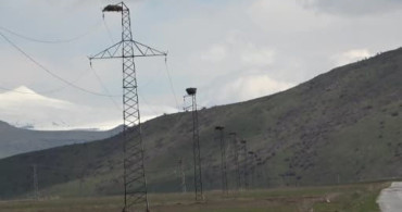 Hasköy'de Leyleklerin Bahar Geldi Haberciliği