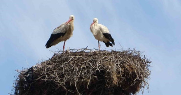 Hasköy'de Leyleklerin Bahar Gelişi