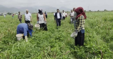 Hassa Çileği Hasadı Başladı: Lezzetli Aromasıyla Dikkat Çekiyor