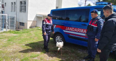 Hasta Leylek Koruma Altına Alındı