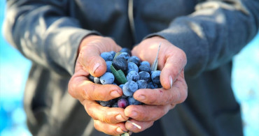 Hatay'da 201 Bin Ton Zeytin Rekoltesi Bekleniyor