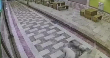 Hatay'da 6 sokak köpeğinin saldırısına uğrayan kedinin mücadelesi güvenlik kamerasında