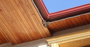Hatay’da binlerce bal arısı çatıya oğul attı