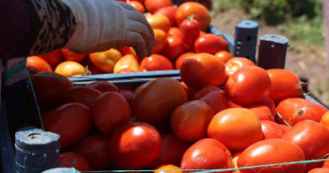 Hatay'da domates hasadı 15 TL'den başlıyor