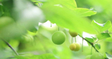 Hatay'da Turfanda Can Eriği İhracatı