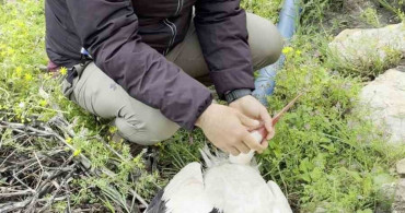 Hatay'da Yaralanan Leylek İçin İlk Yardım