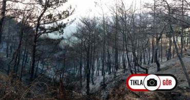 Hatay'ı Küle Çeviren Yangının Ardından Yürek Burkan Görüntüler