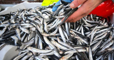 Hava Şartları Hamsi Fiyatlarını Olumsuz Etkiledi