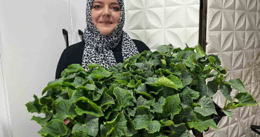 Hava Şartlarının İyileşmesiyle Fide Satışları Artış Gösteriyor