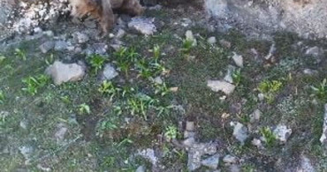 Havadan Görüntülenen Anne Ayı ve Yavruları