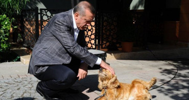 Hayvan Hakları Kanunu, TBMM Gündemine Geliyor