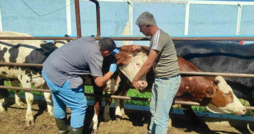 Hayvan sağlığının korunmasına yönelik çalışmalar sürüyor