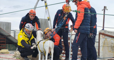 Hayvanların Korunması İçin Uluslararası Proje Başlatıldı