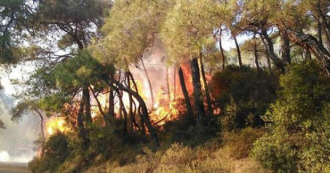 Heybeliada Yangının Sorumlusu Tutuklandı
