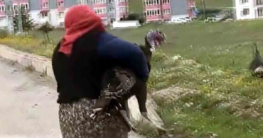 Hindilerin Kavgası Trafiği Kilitledi