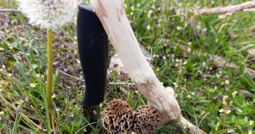 Hisarcık'ta Kuzugöbeği Mantarları Sezonu Açıldı