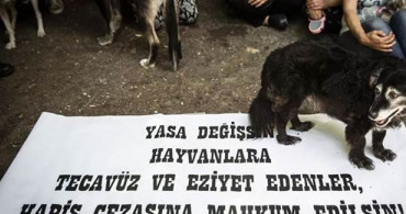 Hortumla Bağladığı Köpeğe Tecavüz Eden 71 Yaşındaki Şüpheli Serbest