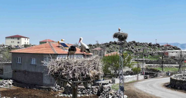 Hürmetçi Sazlığı'nda Baharın Uyanışı