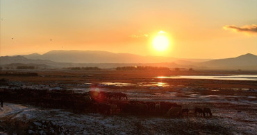 Hürmetçi Sazlığı'nda Yılkı Atlarının Büyüleyici Gün Batımı Görüntüleri