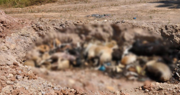 İBB'nin Hayvan Zulmü Bitmiyor: Toplu Mezar Bulundu