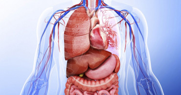 İç Organlar ve Görevleri Nelerdir?