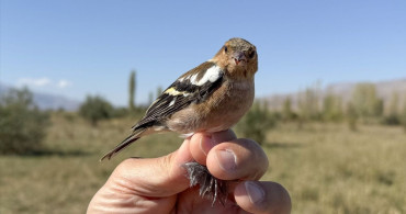 Iğdır'da 177 Kuş Uzaydan Takip Ediliyor